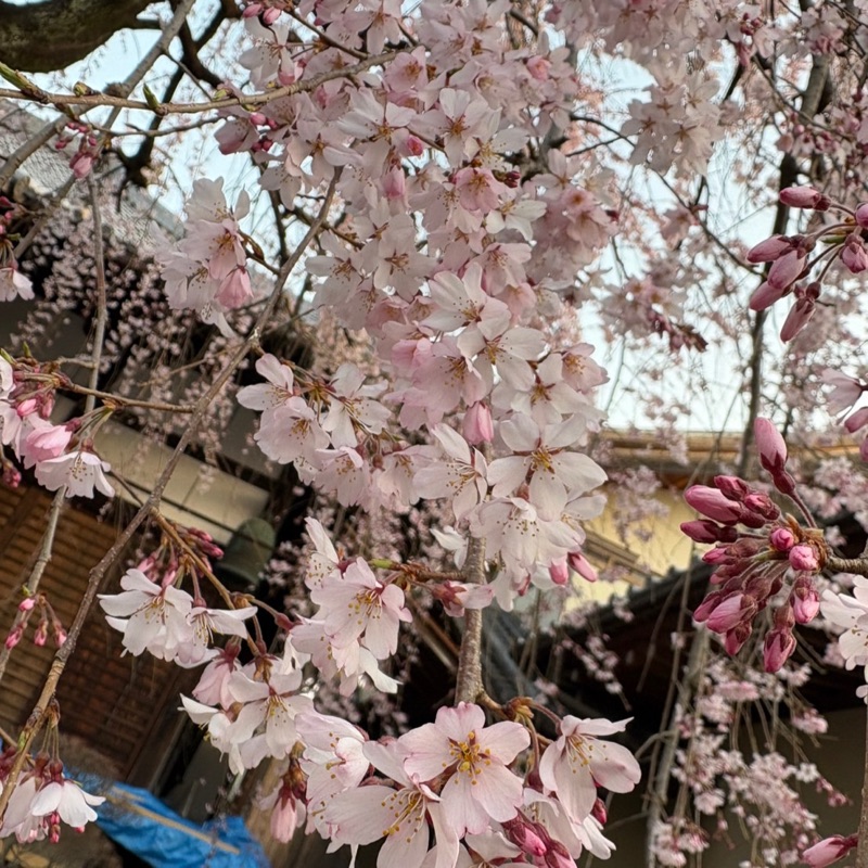 しろた(橘内秀)