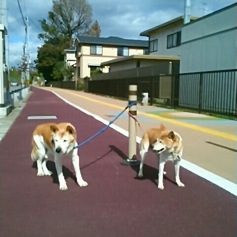 ドンとピースのお母ちゃん