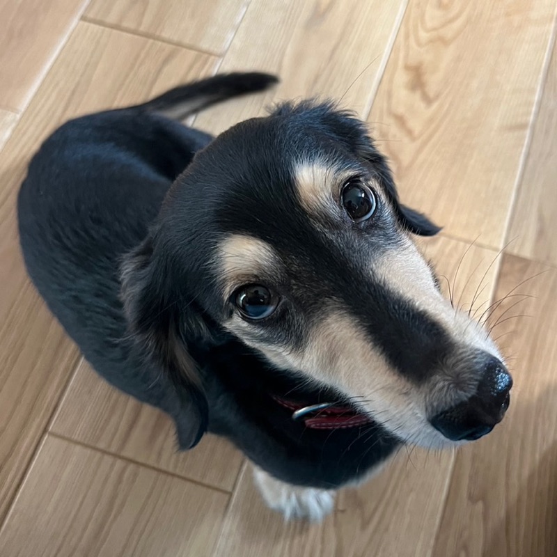 やまうち　れい