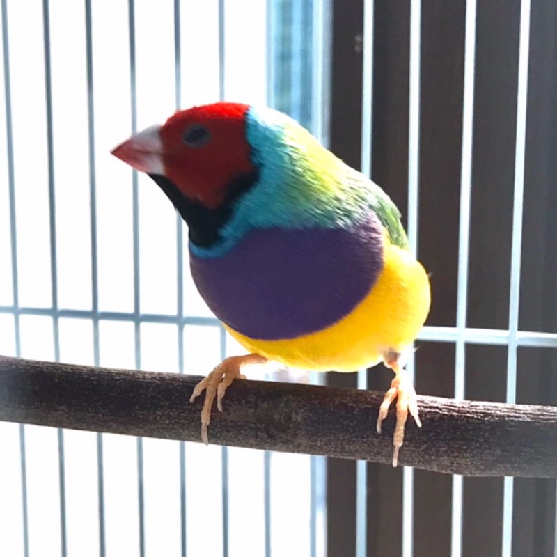 Mineko MurataKengaku