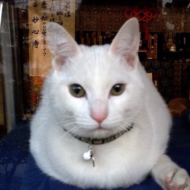 圓正鑑Madoka Syoukan