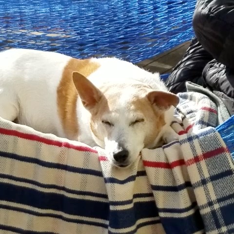 とんとんりんりん