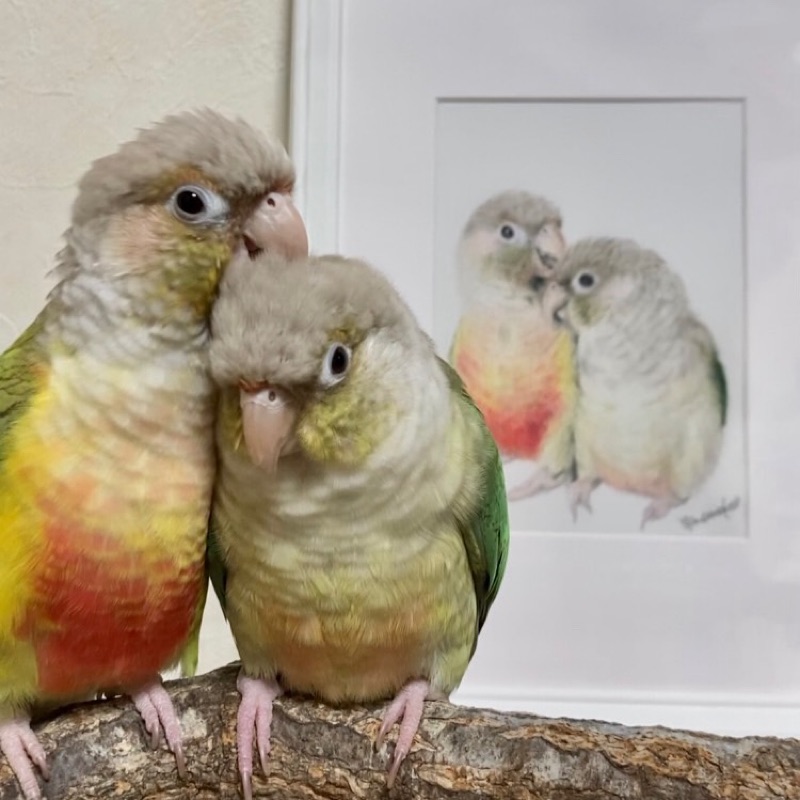 がっつ（石橋）