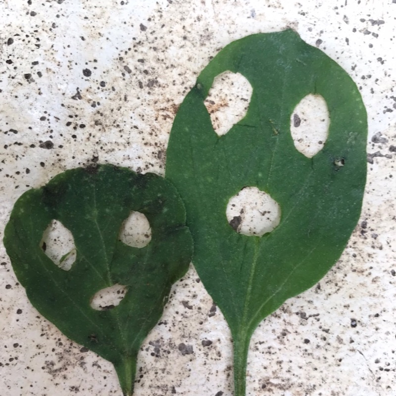 鴛尾志帆（大和）