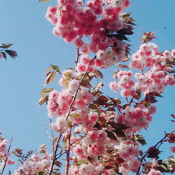 イシダハルヒコ