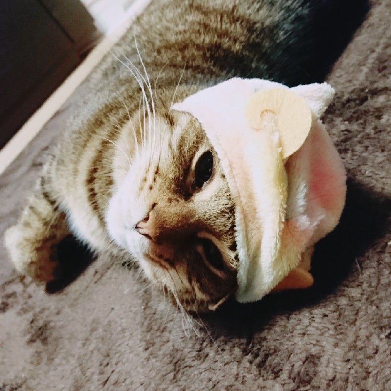 こあさくら