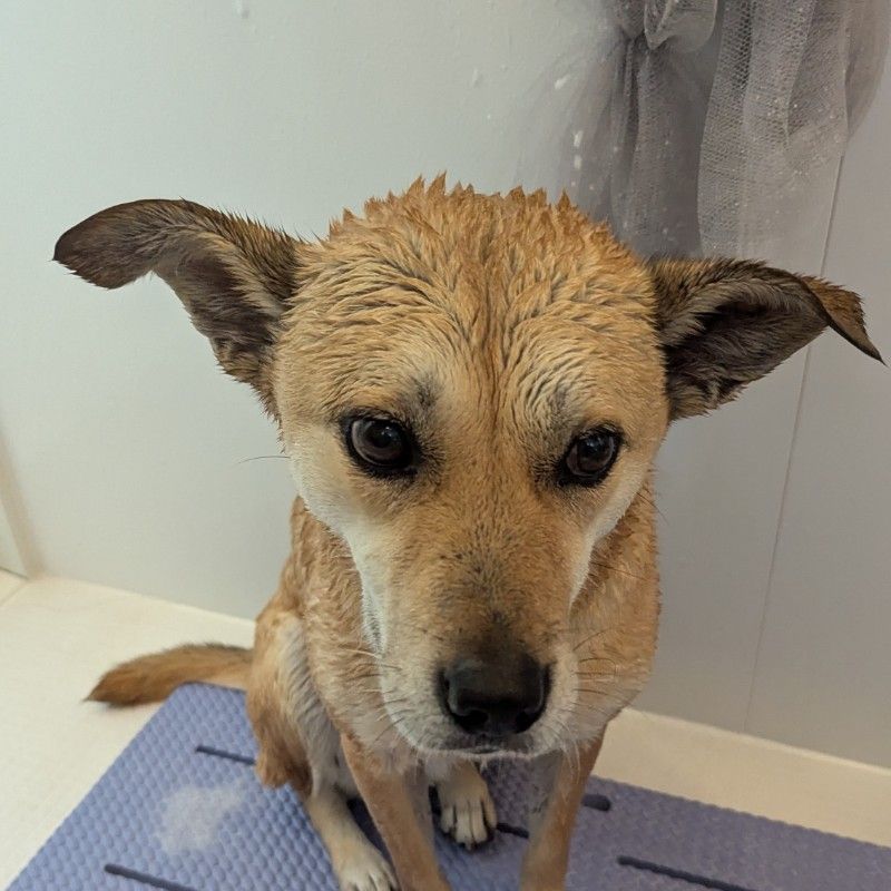 小方SOGはらだもも家