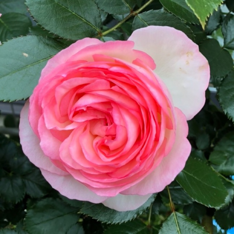 柳瀬淳子（旧姓　吉永）