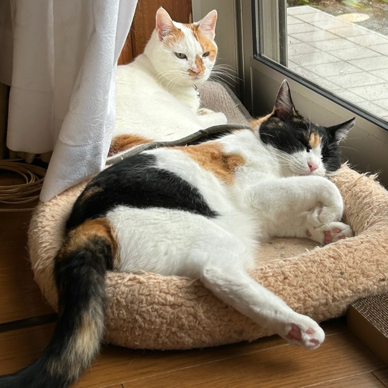 みはしたかのり