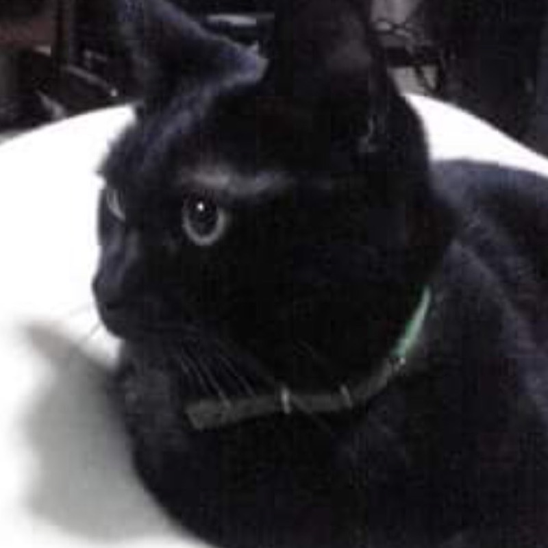 かつせともふみ