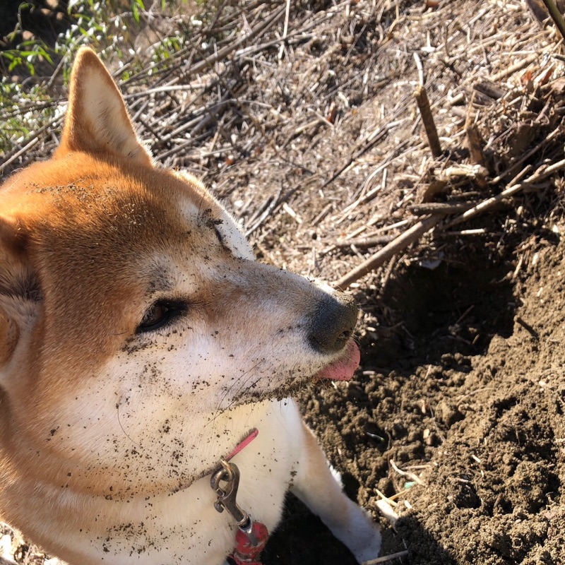 Toshi（とし姉）