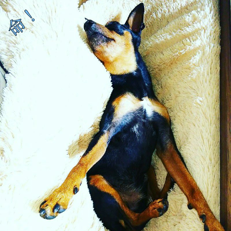 みにぴんぴょんさくももゆず