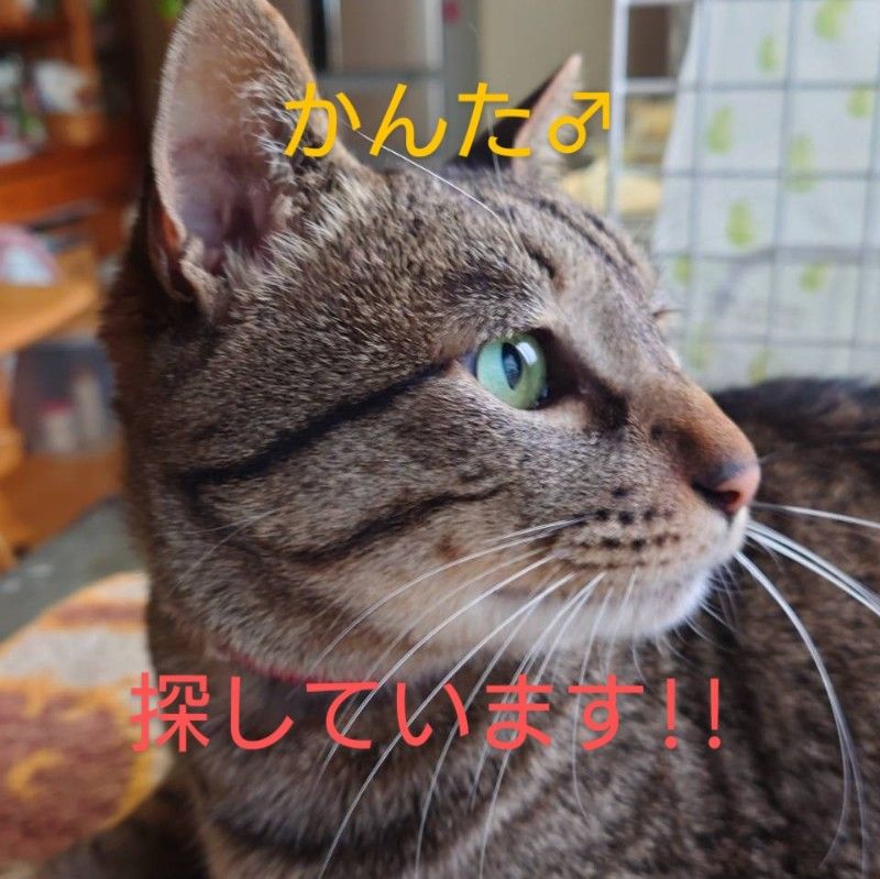 ちーたん