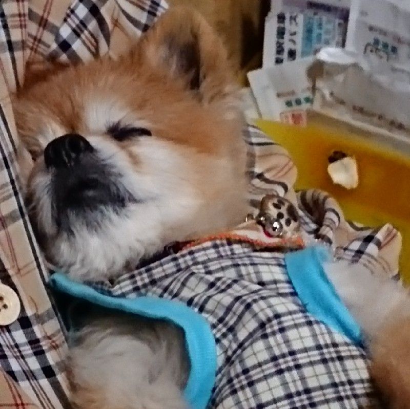湯澤めぐみ
