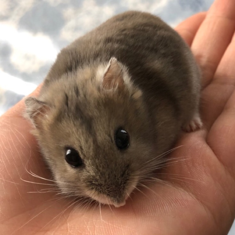 マリリン🐶(高橋)