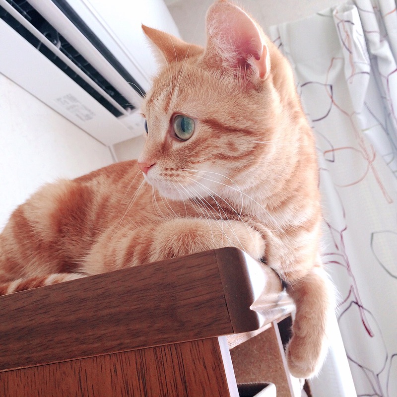 とくもと　さえこ