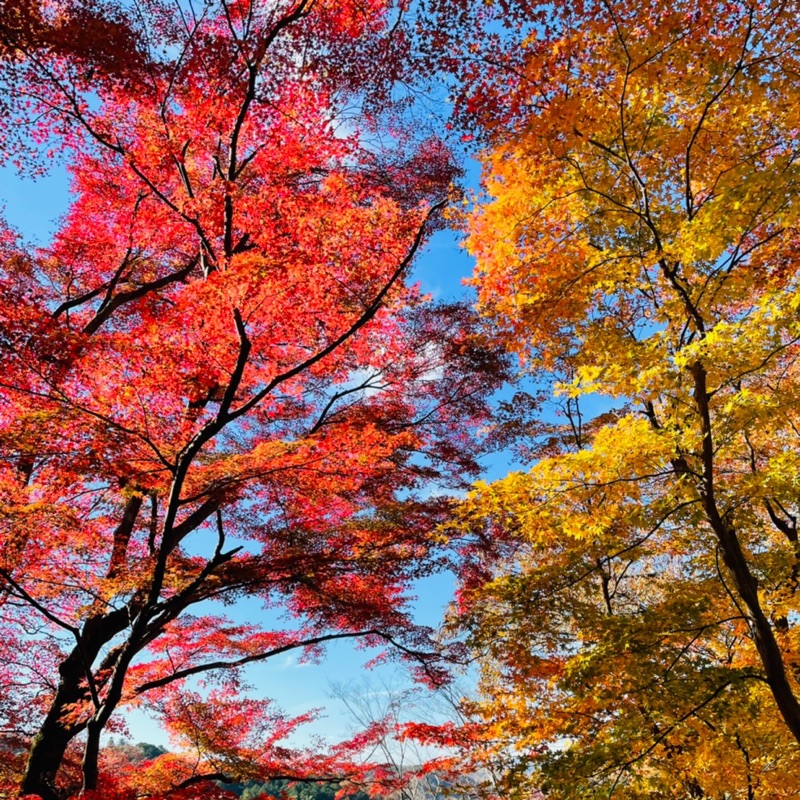 集まれ‼️BANJO