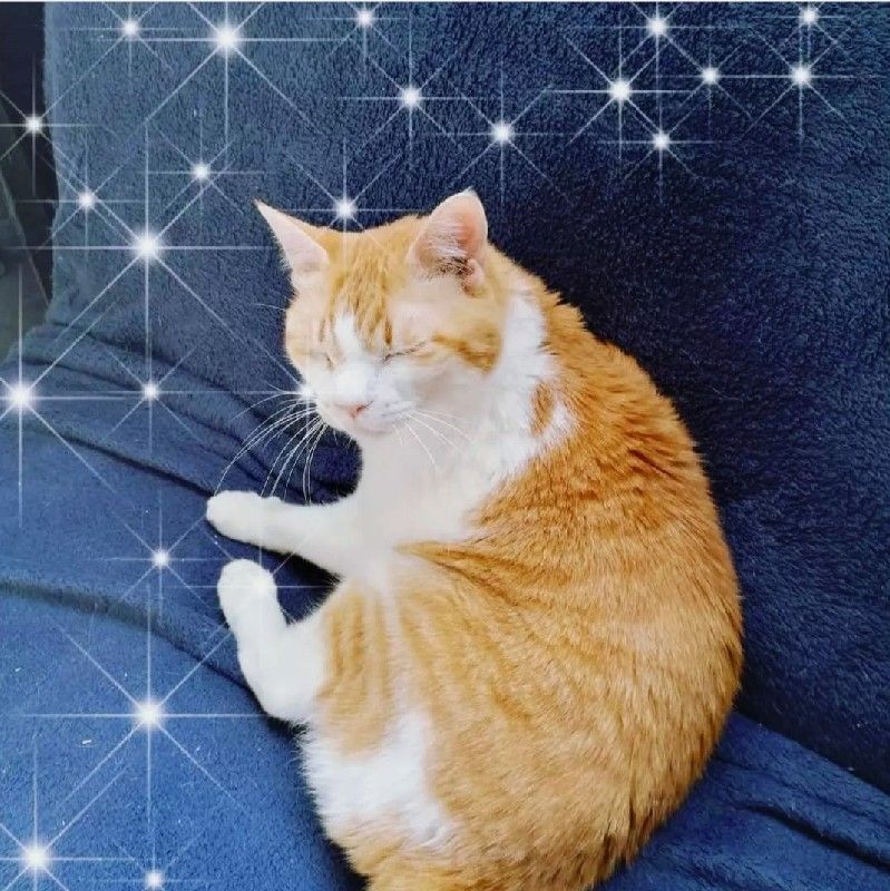浮田 恵美子 (キャットシッターるす猫)