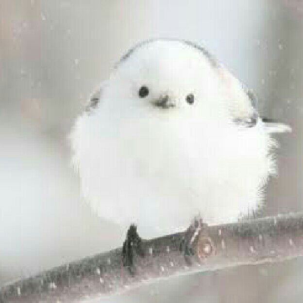 真由美アカウント