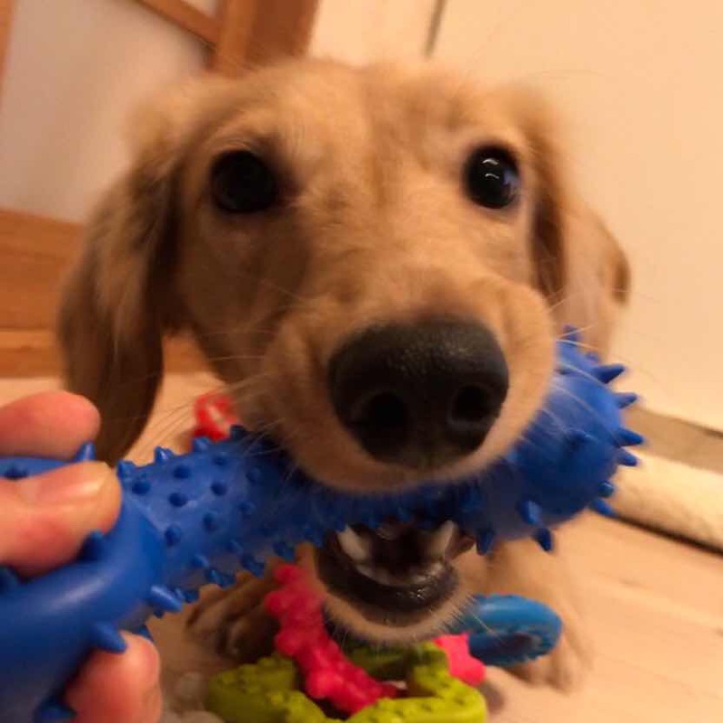 tonchan YukikoTomita