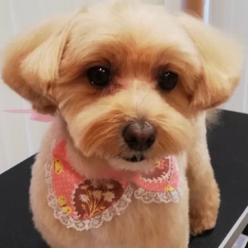 いわした　りえ