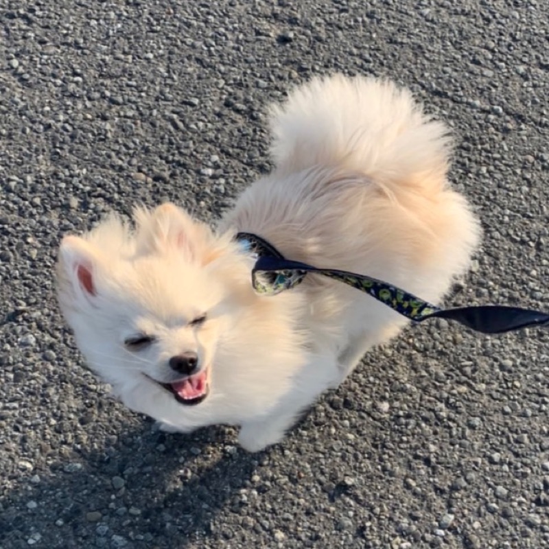 まるねこ
