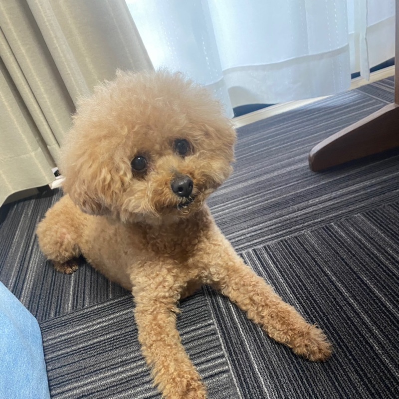 しんた　(河合信太朗)