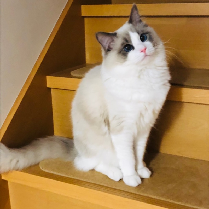 曽根亮子（ひあさっち）