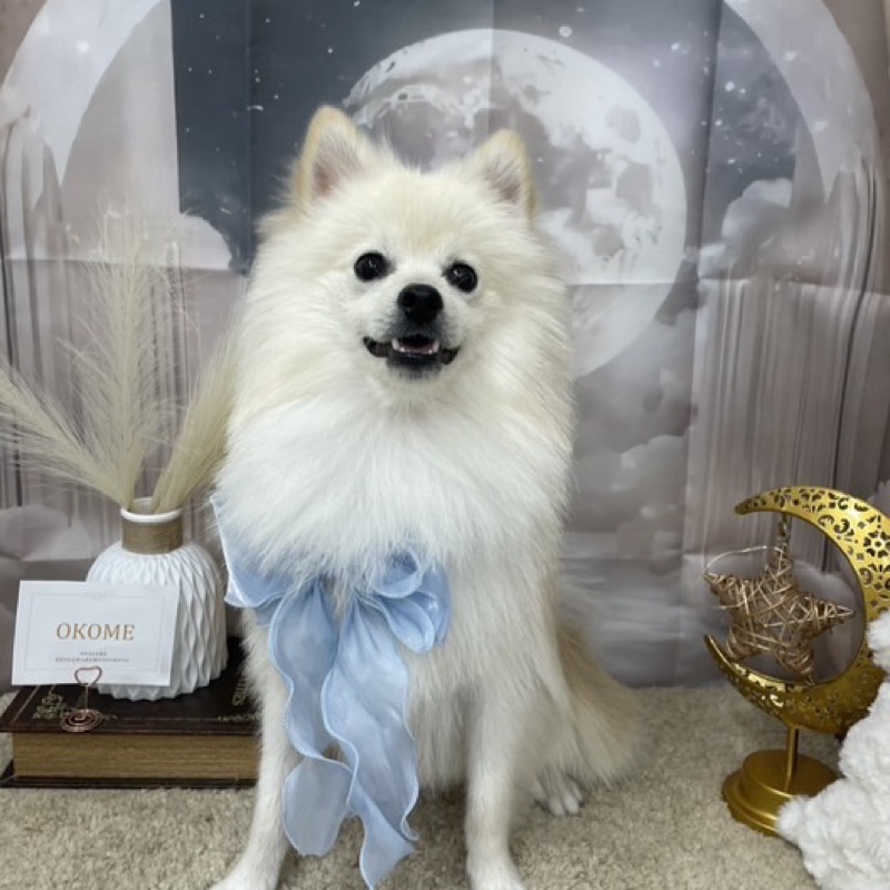 ホズミ アサミ(ETO)