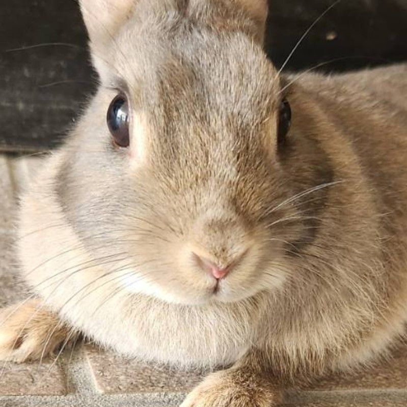 うちぞのまつよ