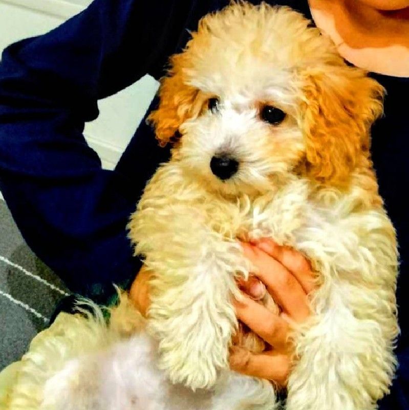 𝓐𝔂𝓪𝓴𝓸 𝓚𝓾𝓶𝓪𝓰𝓪𝓲