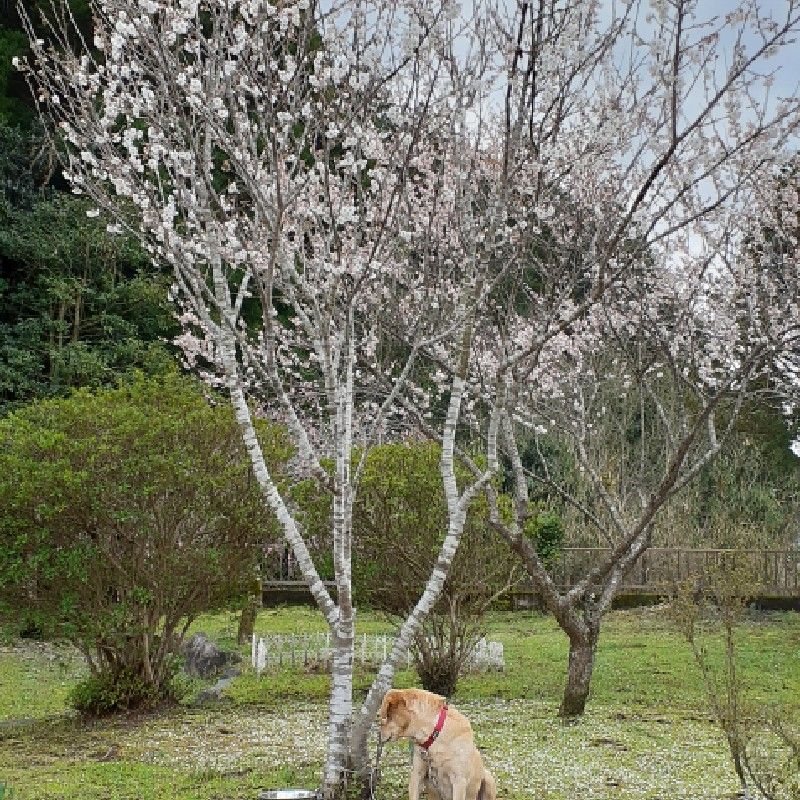 さくらんぼの下
