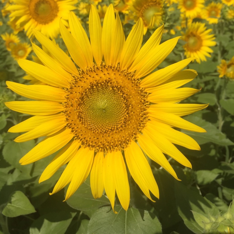 結城(ひまわり)