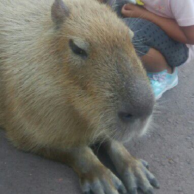 平澤（戸澤）徳明