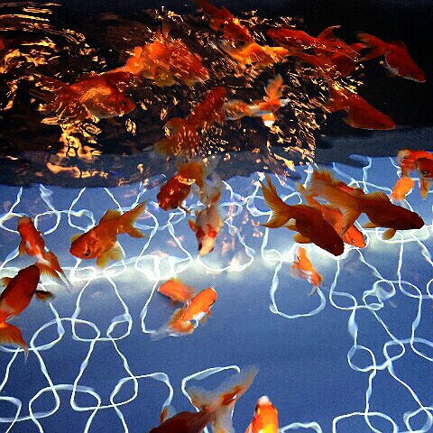 三千歳（おおたか）