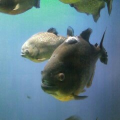 やまもとあやの