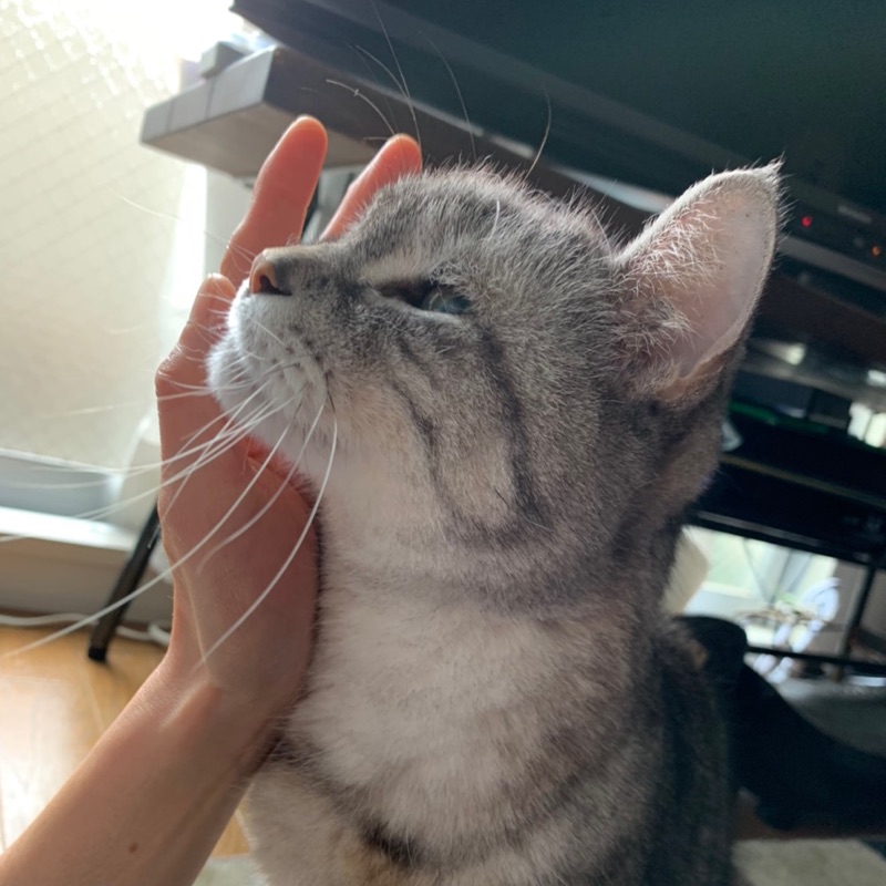 まゆこ