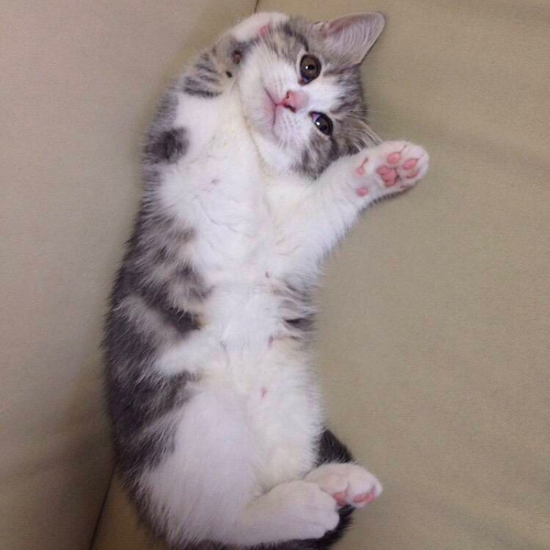 しらいしやすこ