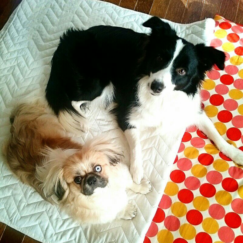 atsuko(ラン&ぽこ)