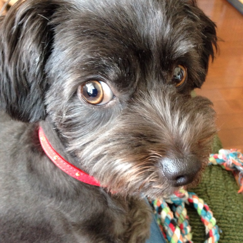 モカプー（j-mibu）