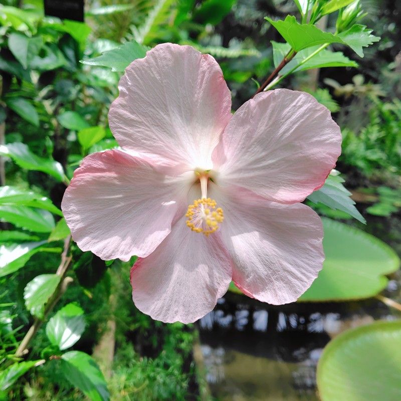 たけちときこ(武市季子)