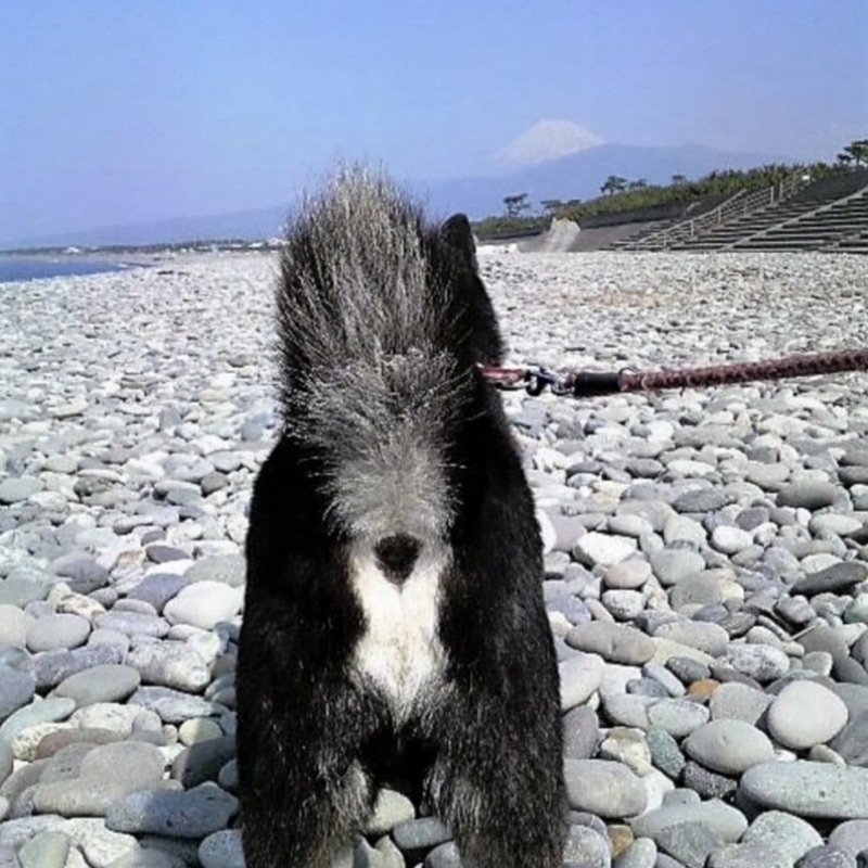 若武蔵@HuggyΨ(￣∇￣)Ψ