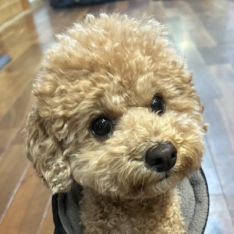 kikumi