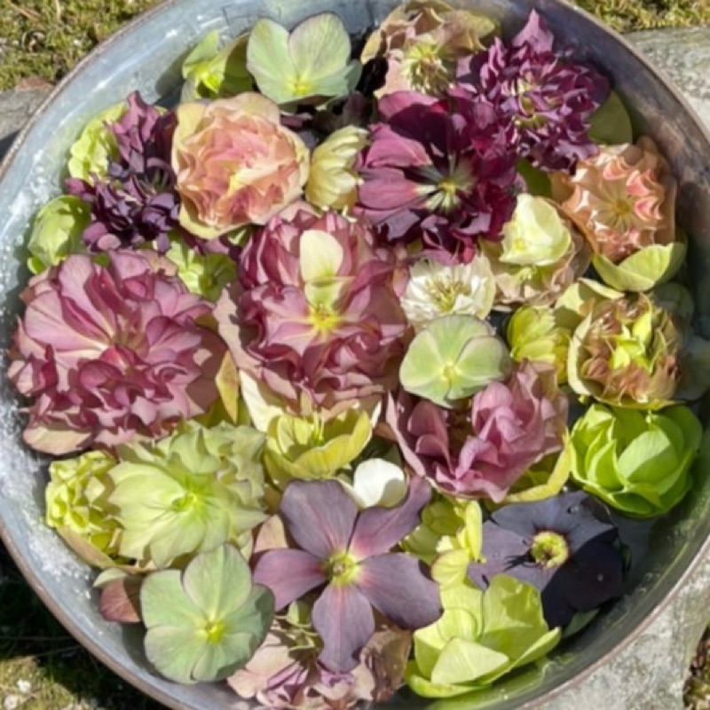 にしお＝まゆみ