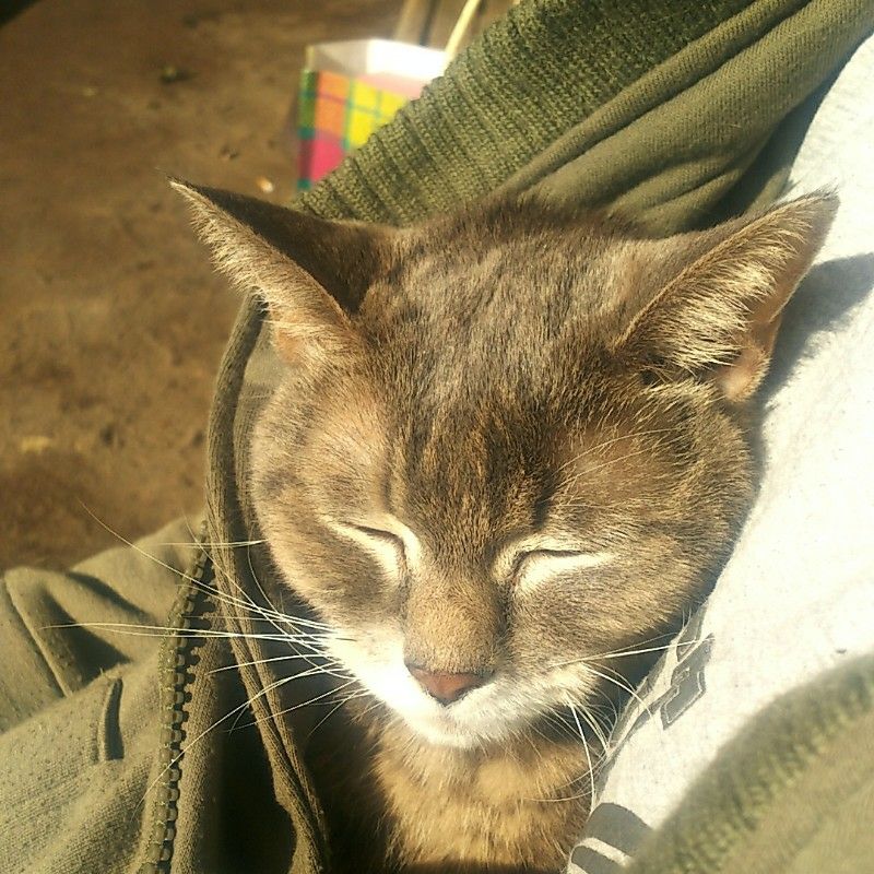 猫母💮ぴこまる