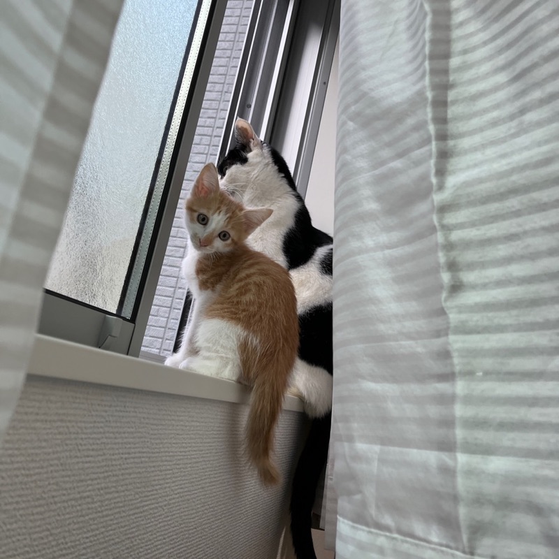 楠美