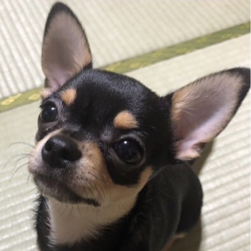 たかみね　れいこ