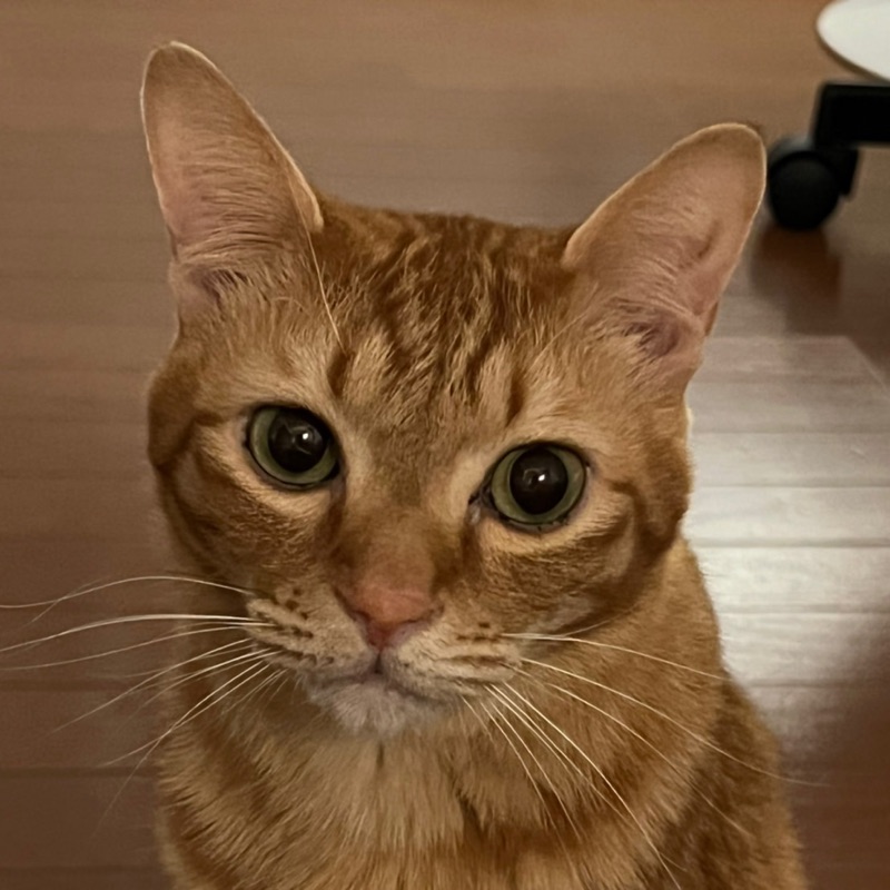 よしだにゃんこ