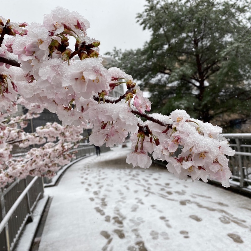 東京膝診る研究会　前田慎太郎