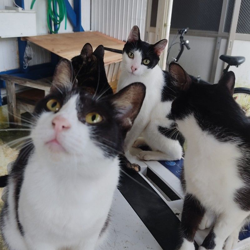 エトー  yoshichika eto